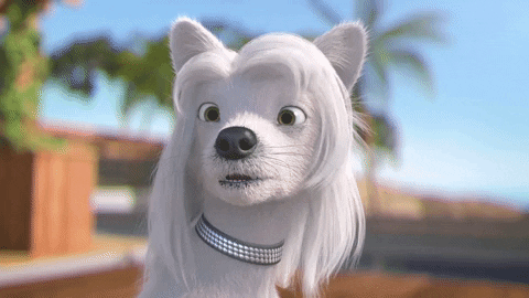 Dog Omg GIF by MightyMike - Find & Share on GIPHY