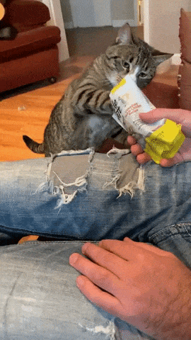 Snack time in cat gifs