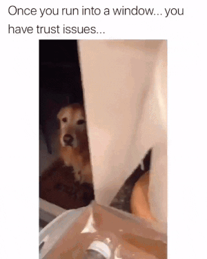 Doggo got trust issues in dog gifs