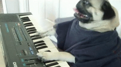dog