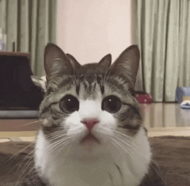 giphy.gif