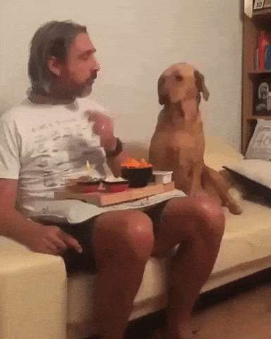 Story of a shy dog in funny gifs