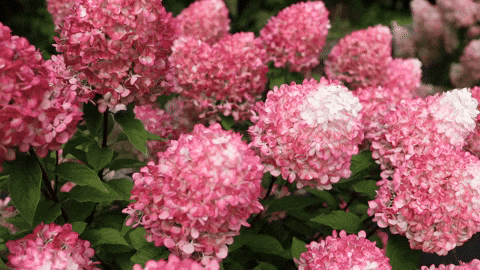 Living Creations GIF