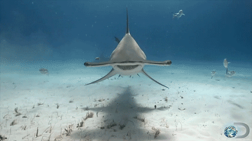 Risultati immagini per gif squali
