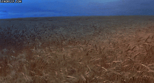 Amber Fields GIF by Cheezburger - Find & Share on GIPHY