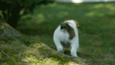 Puppy Puppies GIF - Find & Share on GIPHY