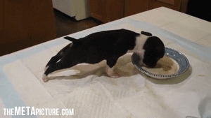 Puppy Fail Eating GIF - Find & Share on GIPHY