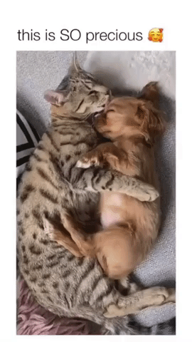 giphy-downsized-large.gif