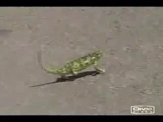 https://media.giphy.com/media/JDBKpUhqL5KDe/giphy.gif