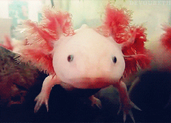 Axolotl Mayan GIF - Find & Share on GIPHY