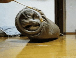 cat sock gif cat gif find on giphy cat sock gif cat gif find on giphy