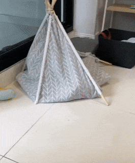Doggo got a tent in dog gifs