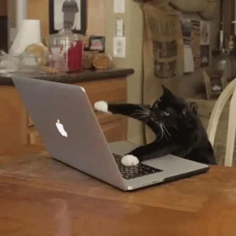 competências da redação do enem: gif de um gato preto e branco digitando em um notebook