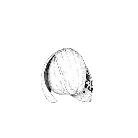 orchid-img