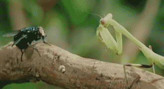 animals fly gotcha standoff praying mantis
