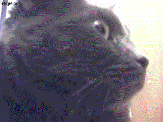 scary adorable funny cat dramatic cat staler face