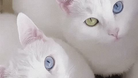 Amazing cattos
