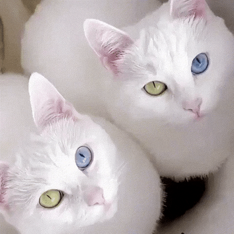 Amazing cattos in cat gifs