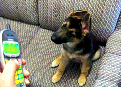 dog puppy confused phone chat
