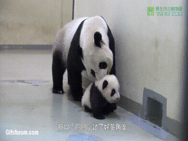 baby mom panda dragging