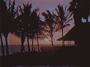 VHS Palm trees