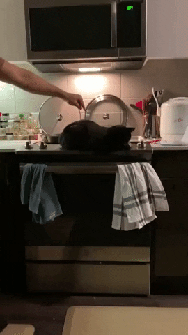Kitchen catto in cat gifs