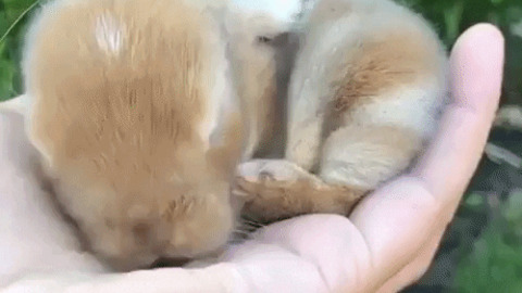 Cutest gif of the day