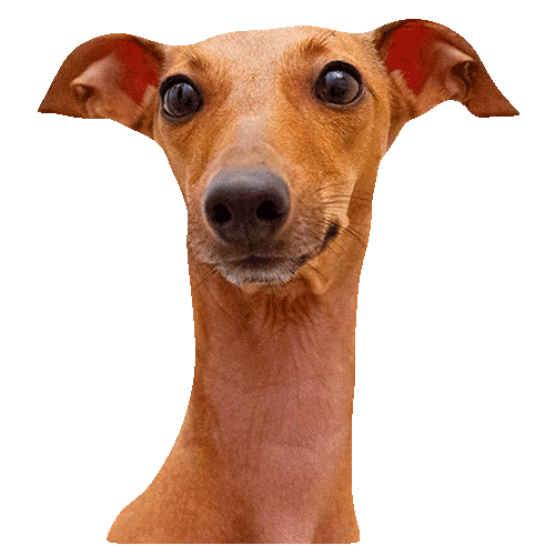 Italian Greyhound Wink Sticker for iOS & Android | GIPHY