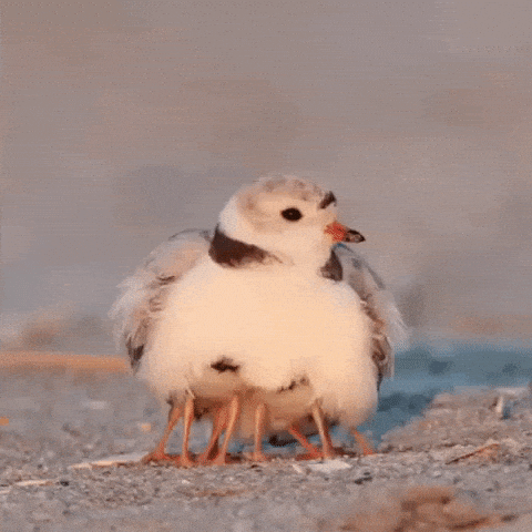 Mama bird hide chicks in wow gifs