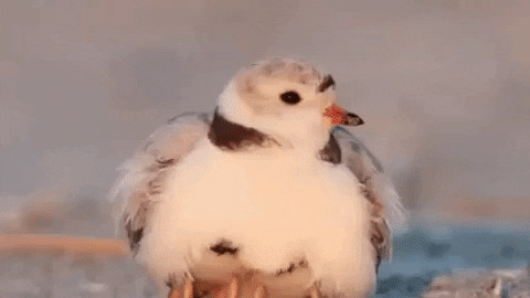 Mama bird hide chicks