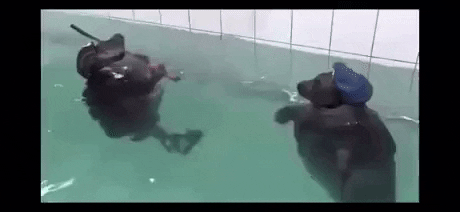 Navy seal in funny gifs