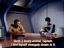 Star Trek Funny Cat GIF - Find & Share on GIPHY
