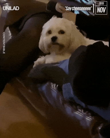 Smile for the camera in dog gifs