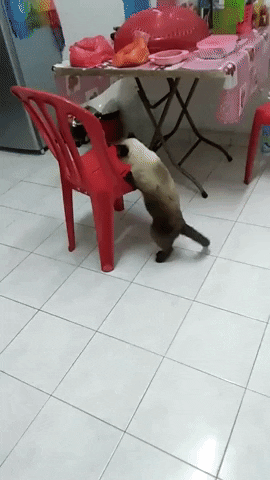 Life is hard in cat gifs