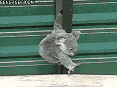 koala reaching