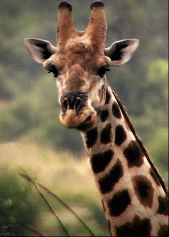 Image result for giraffe gif