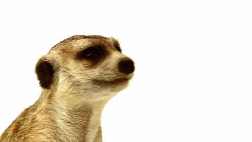 Um suricato virando para a tela com a frase "Say whaa?" aparecendo em roxo.