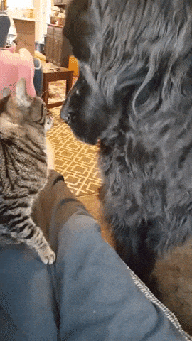 Play with me doggo in cat gifs