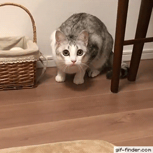 Come here hooman in cat gifs