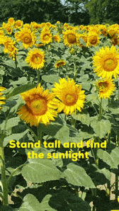 A funny GIF of Sunflowers standing tall to get sunlight