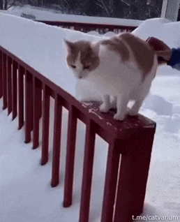 Catto wanted to enjoy snow in cat gifs