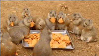 Nyam GIF - Find & Share on GIPHY