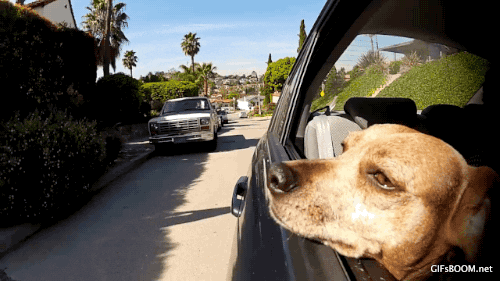 Dog Car GIF - Find & Share on GIPHY