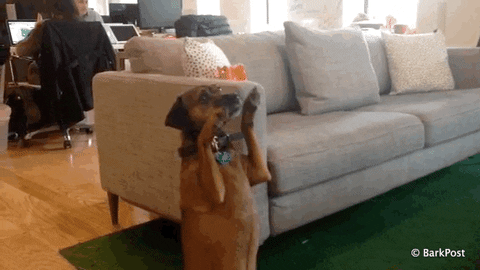 The BarkPost  happy animated cool friday