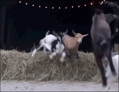 https://media.giphy.com/media/Jd6LZJp5XMcuY/giphy.gif