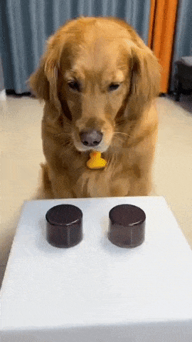 ANIMAL GIFS & PICS 2 - Page 2 Giphy-downsized-large