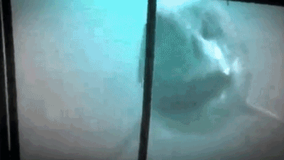 Frighten Discovery Channel GIF - Find & Share on GIPHY