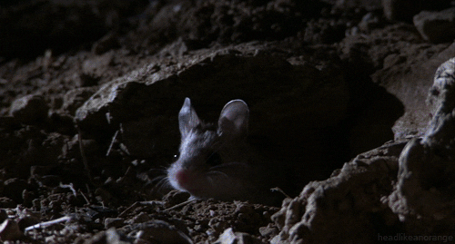 mouse howl howling grasshopper mouse