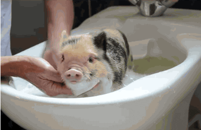Výsledok vyhľadávania obrázkov pre dopyt bath funny gif