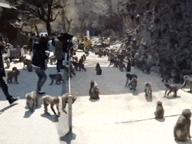 giphy.gif